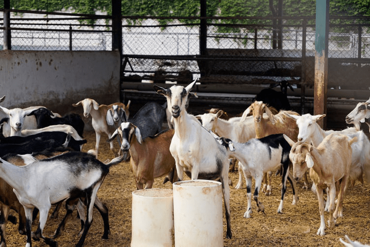 Bakri Palan Yojana 2025: A Golden Opportunity with 60% Subsidy and Loan Up to ₹50 Lakhs