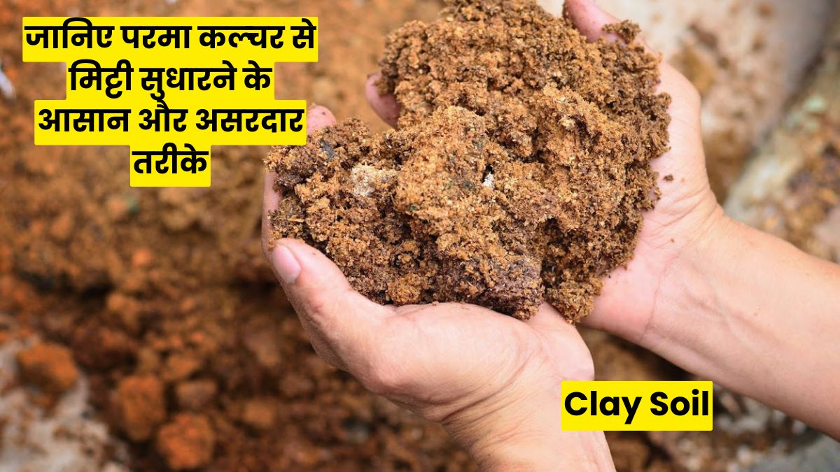 चिकनी मिट्टी (Clay Soil) की खेती कैसे करें, जानिए परमा कल्चर से मिट्टी सुधारने के आसान और असरदार तरीके
