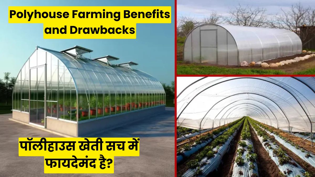 Polyhouse Farming Benefits and Drawbacks: क्या पॉलीहाउस खेती सच में फायदेमंद है? जानिए किसानों की असली कहानी और सच
