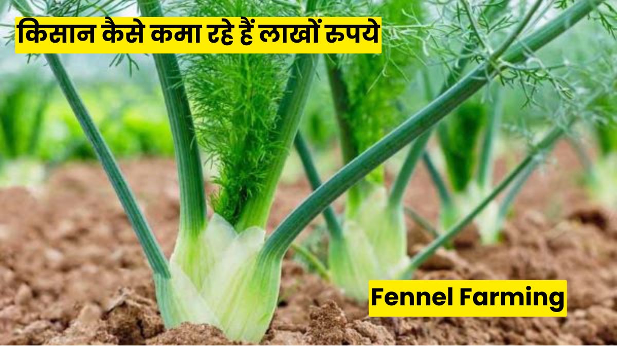 Fennel Farming in India: खाने के बाद रोज चबाने वाली सौंफ से किसान कैसे कमा रहे हैं लाखों रुपये