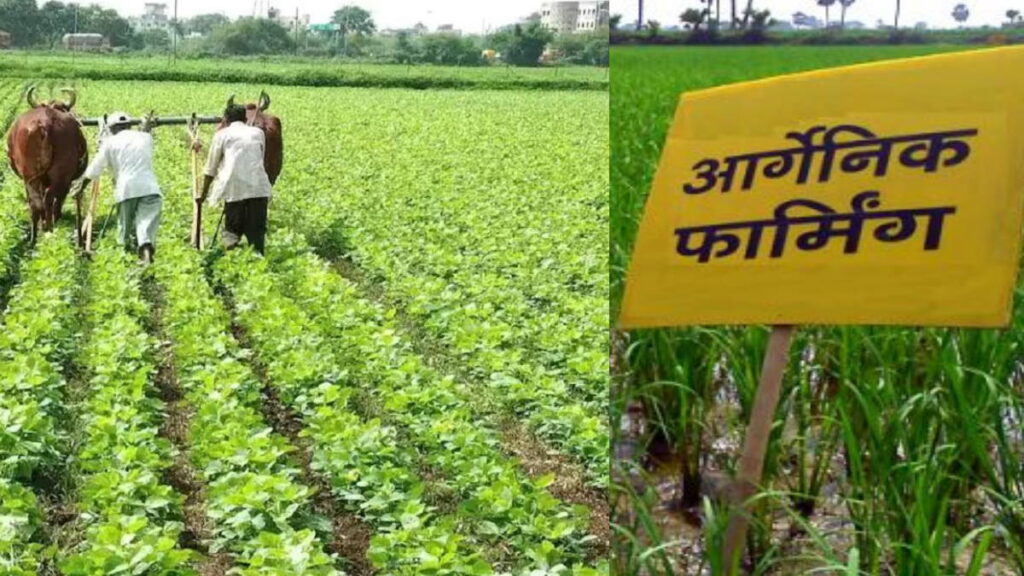 farming se paisa kaise kamaye: खेती से बनिए करोड़पति, जानिए वो फसलें जो कम लागत में देंगी लाखों का मुनाफा